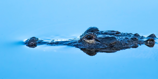 An alligator on the water's surface